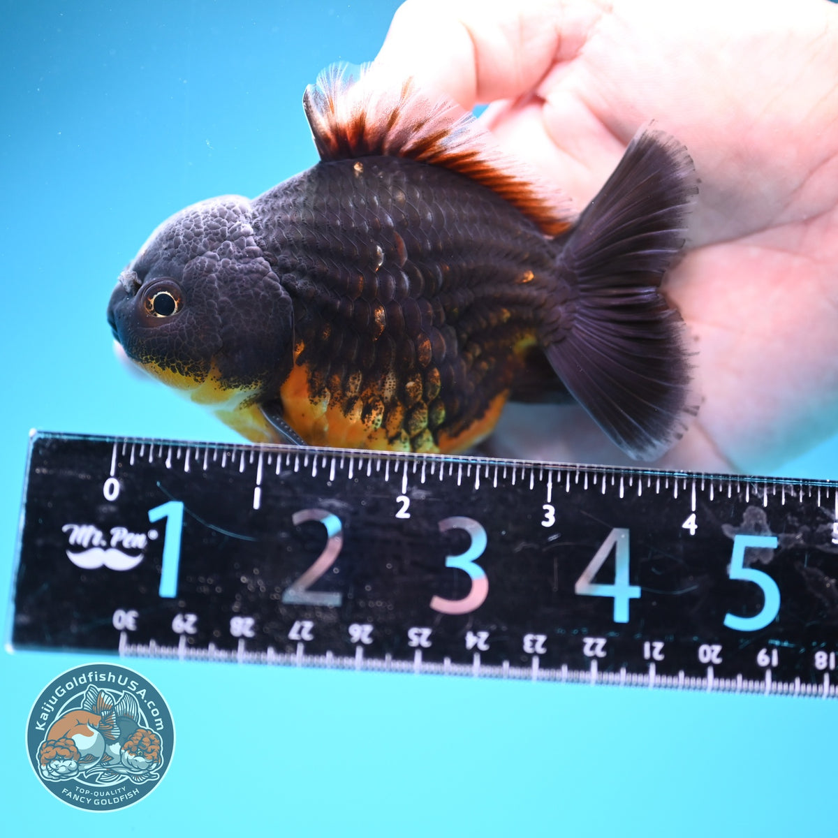 Shogun Red Kirin Oranda 3 inch Body (260918_OR12)