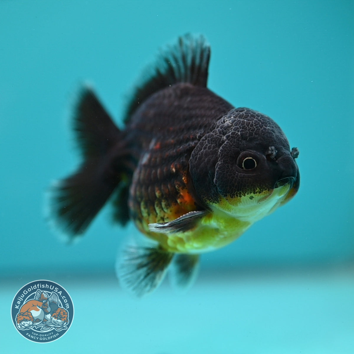 Shogun Red Kirin Oranda 3 inch Body (260918_OR12)