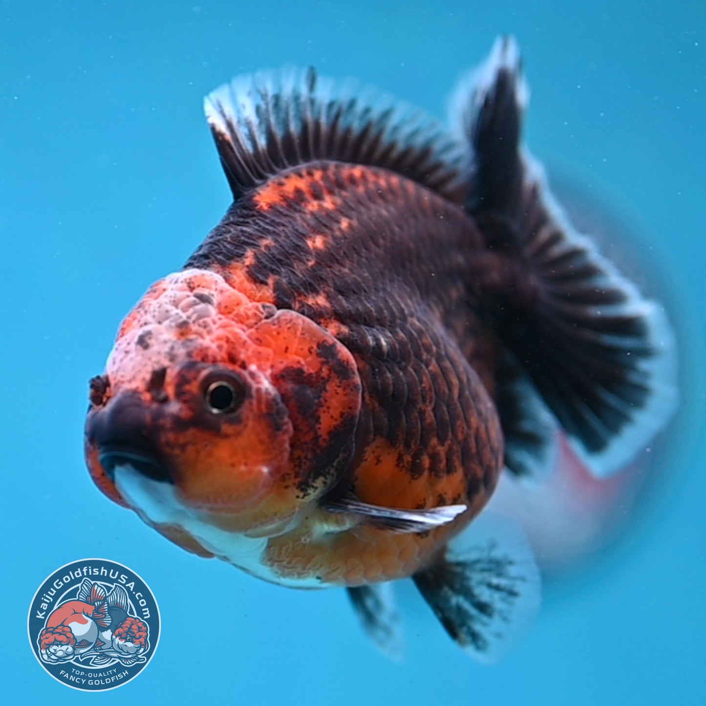 Shogun Red Kirin Oranda 3.5 inch Body (260109_OR14)