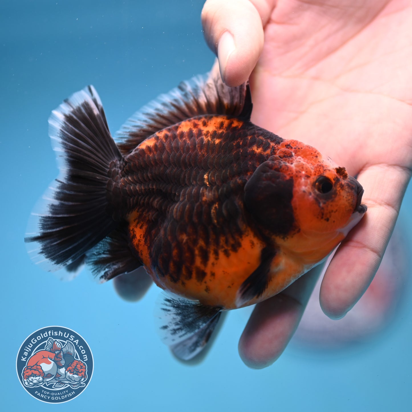 Shogun Red Kirin Oranda 3.5 inch Body (260109_OR14)