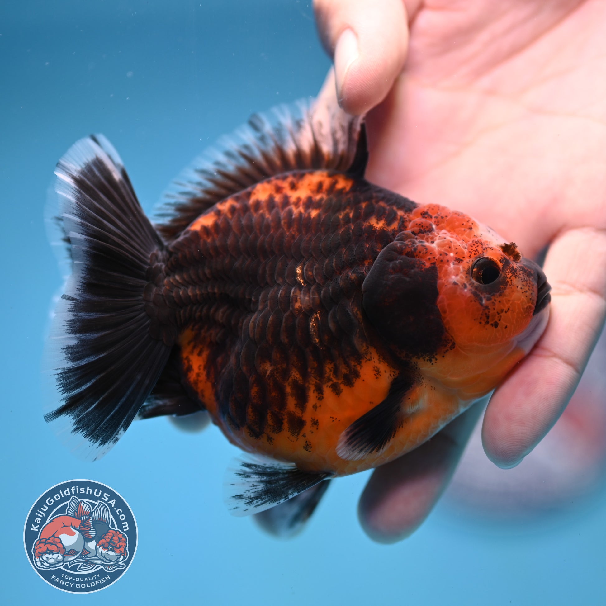 Shogun Red Kirin Oranda 3.5 inch Body (260109_OR14)
