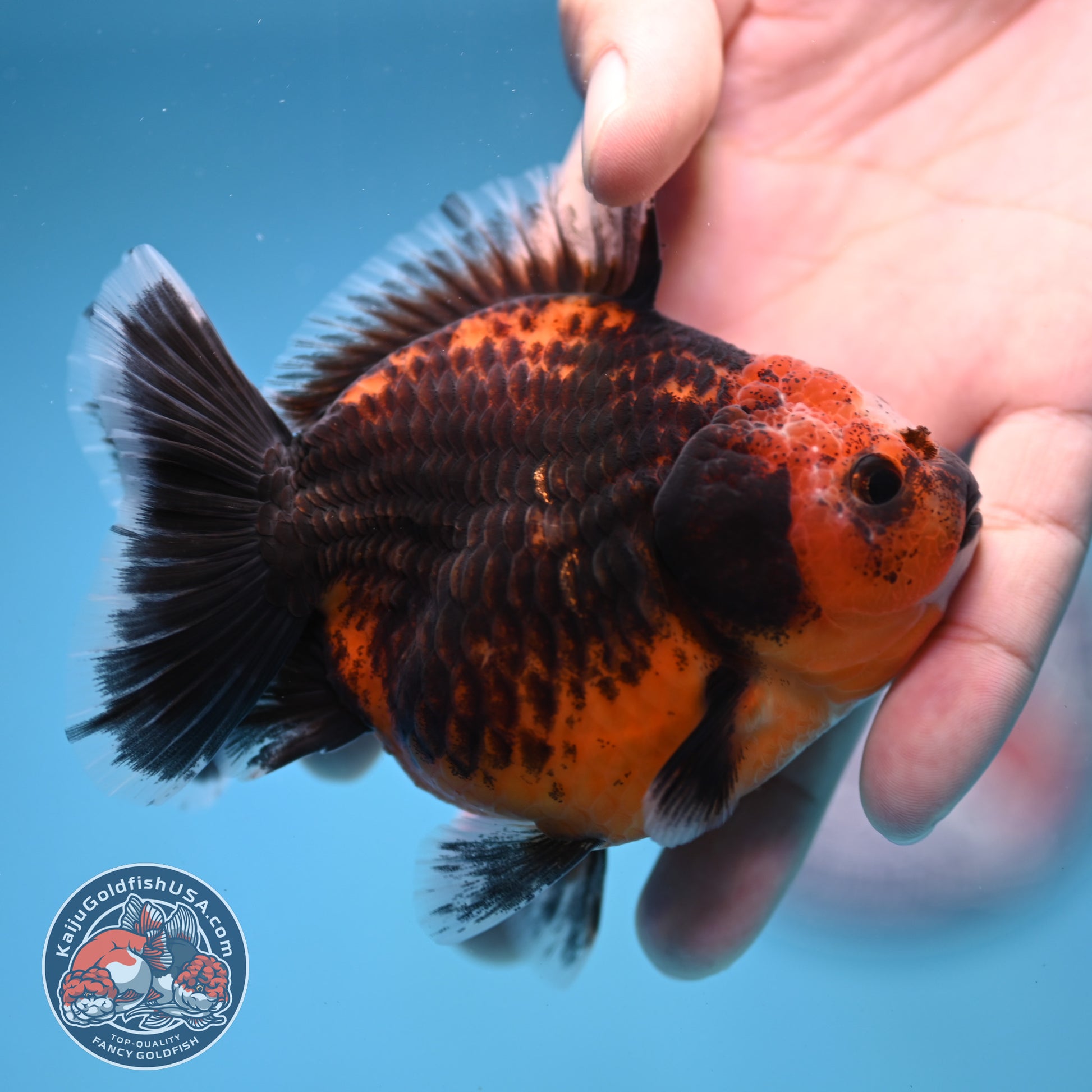 Shogun Red Kirin Oranda 3.5 inch Body (260109_OR14)