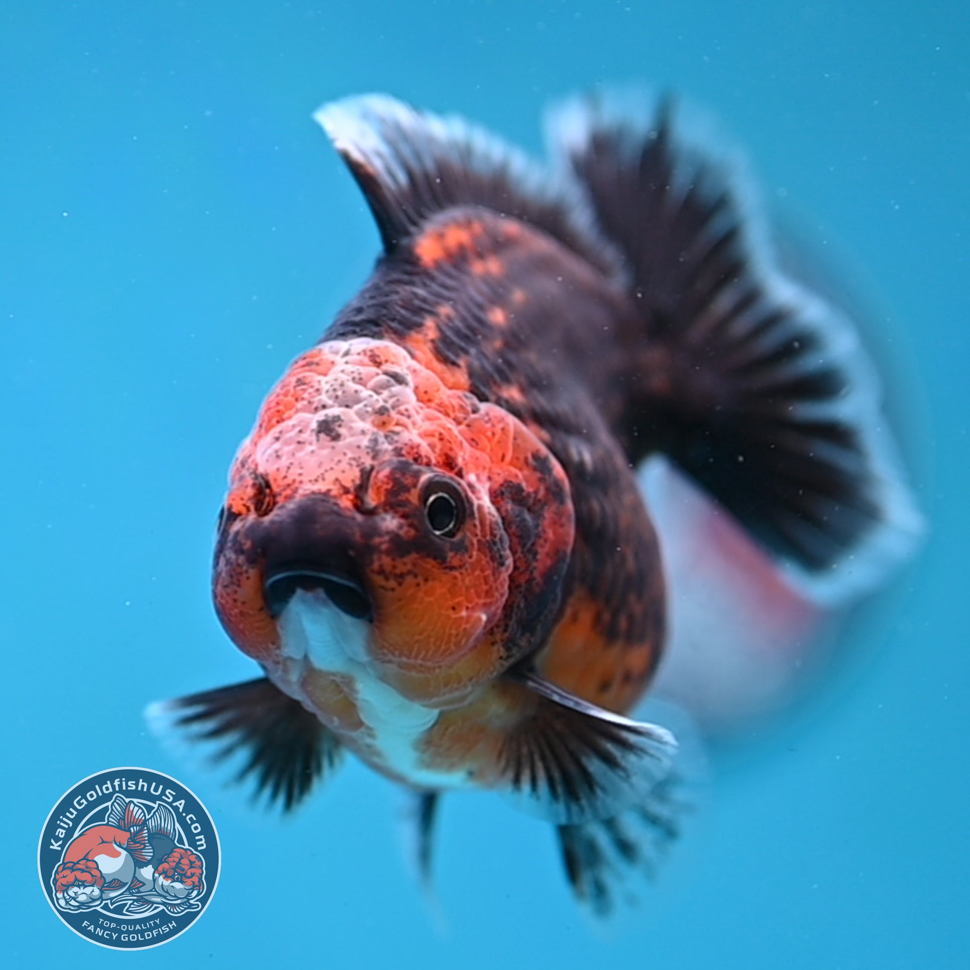 Shogun Red Kirin Oranda 3.5 inch Body (260109_OR14)