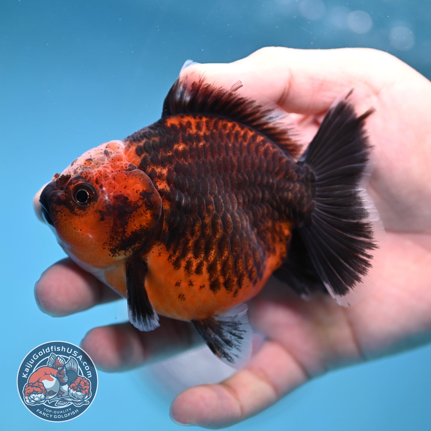 Shogun Red Kirin Oranda 3.5 inch Body (260109_OR14)