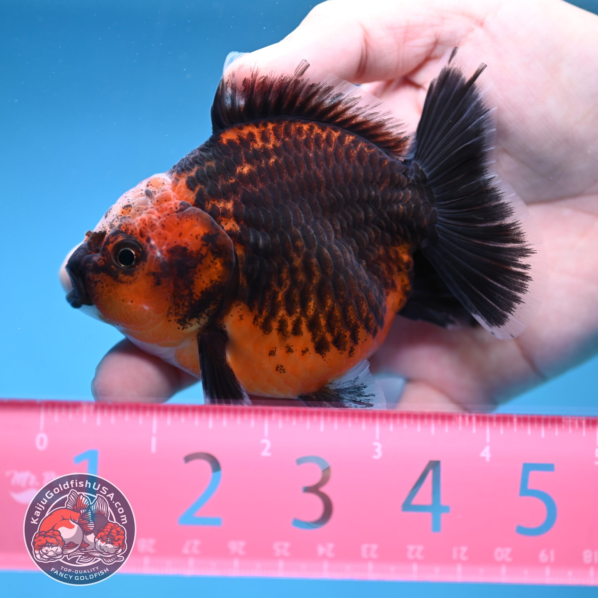 Shogun Red Kirin Oranda 3.5 inch Body (260109_OR14)