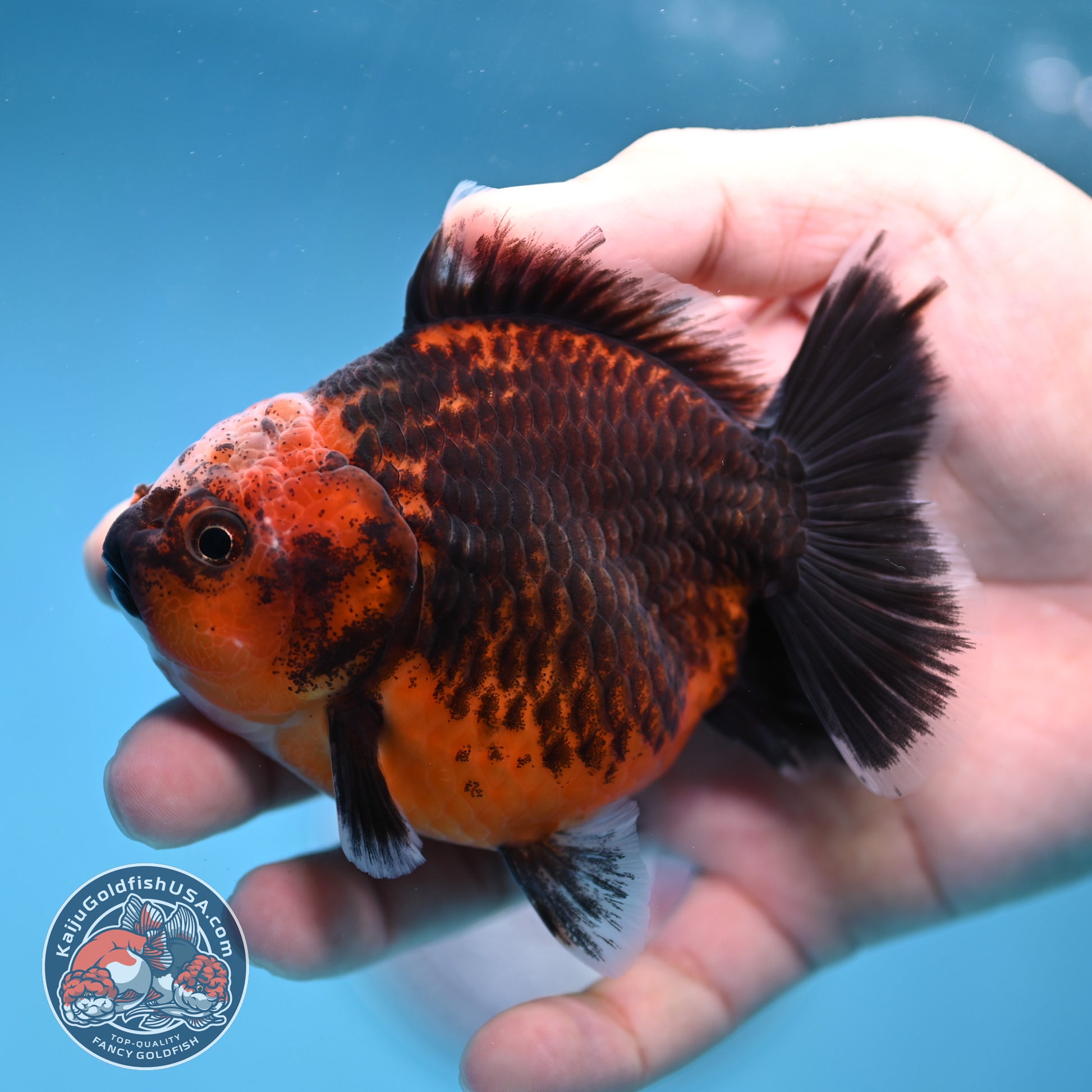 Shogun Red Kirin Oranda 3.5 inch Body (260109_OR14)