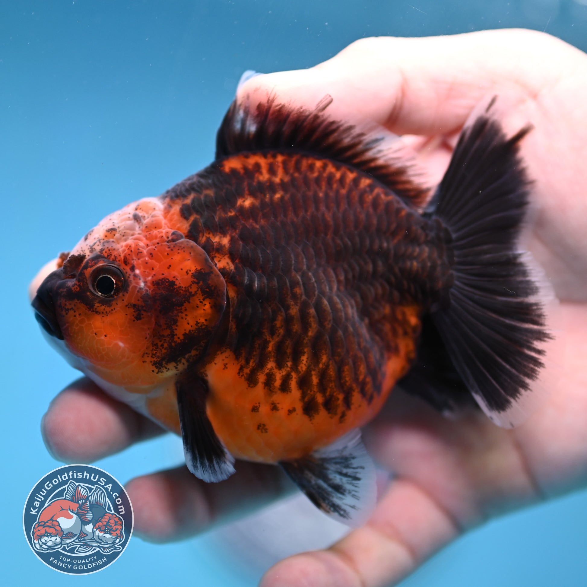 Shogun Red Kirin Oranda 3.5 inch Body (260109_OR14)