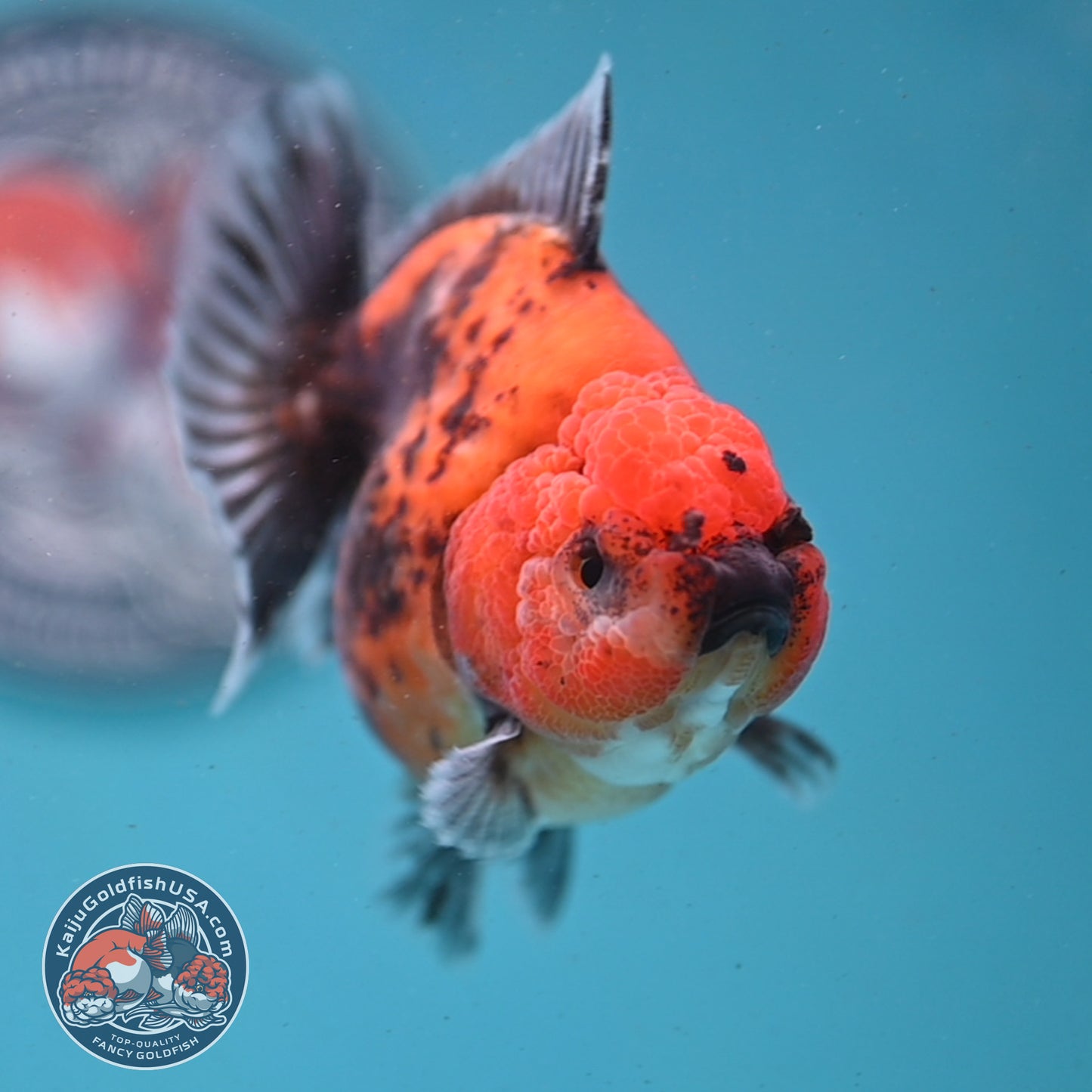 Shogun Red Kirin Oranda 3.5 inch Body (260123_OR04)