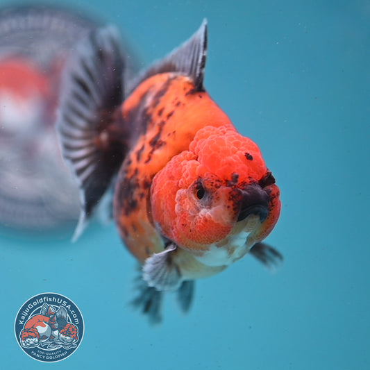 Shogun Red Kirin Oranda 3.5 inch Body (260123_OR04)