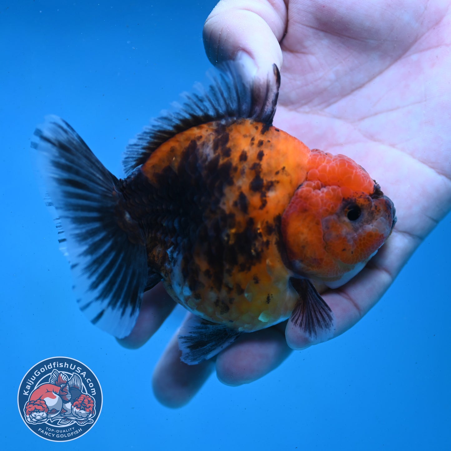 Shogun Red Kirin Oranda 3.5 inch Body (260123_OR04)