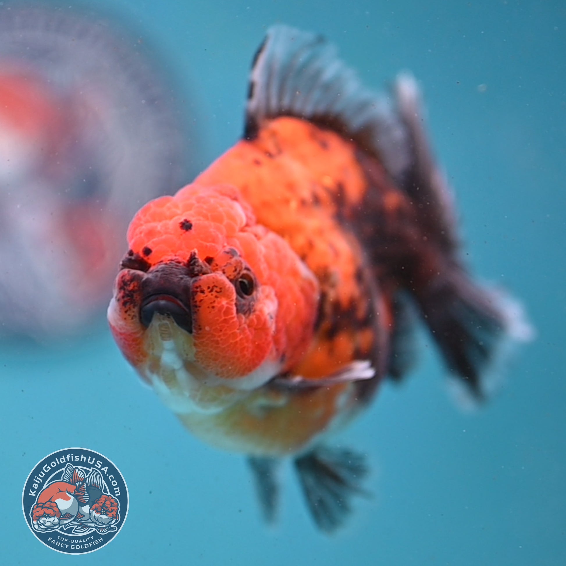 Shogun Red Kirin Oranda 3.5 inch Body (260123_OR04)
