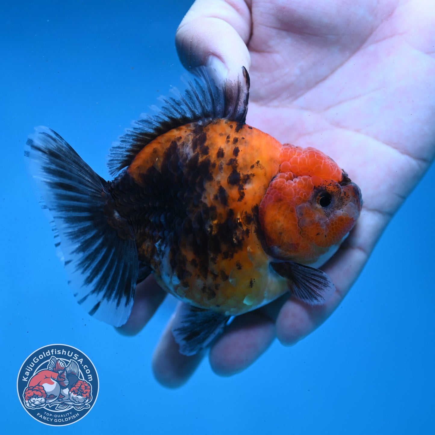 Shogun Red Kirin Oranda 3.5 inch Body (260123_OR04)