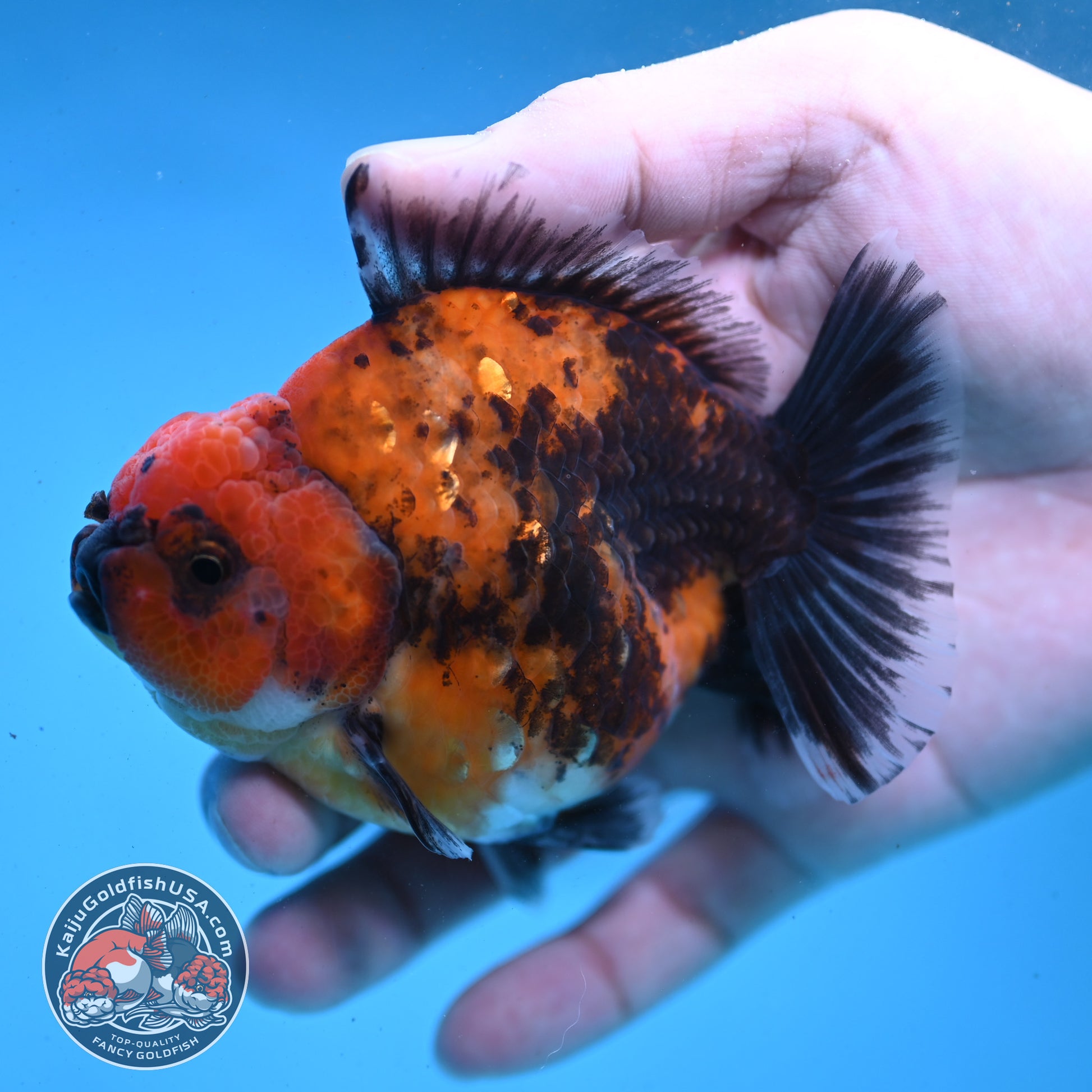 Shogun Red Kirin Oranda 3.5 inch Body (260123_OR04)