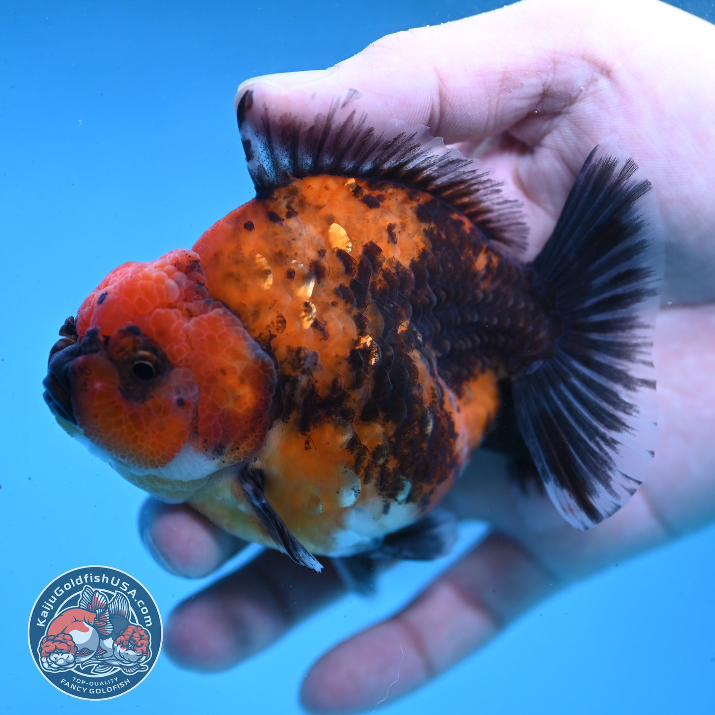 Shogun Red Kirin Oranda 3.5 inch Body (260123_OR04)