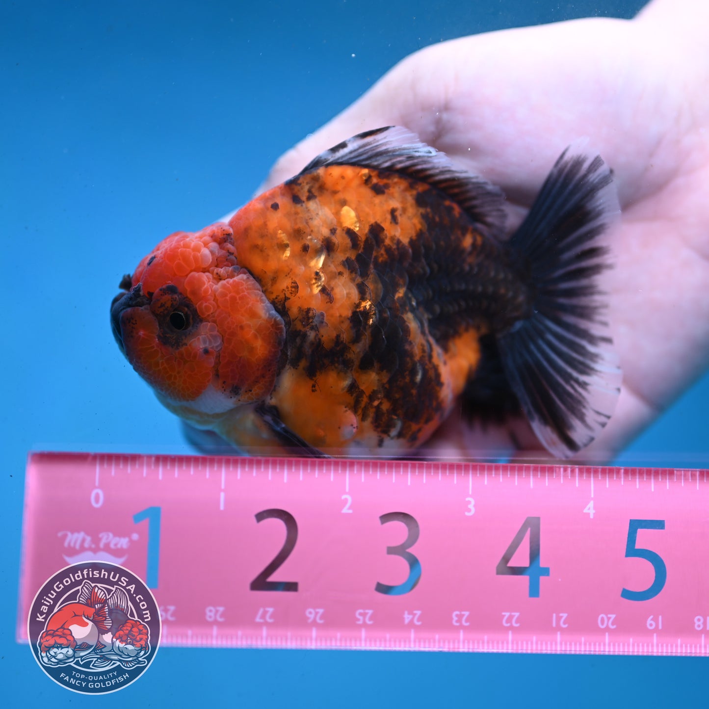 Shogun Red Kirin Oranda 3.5 inch Body (260123_OR04)