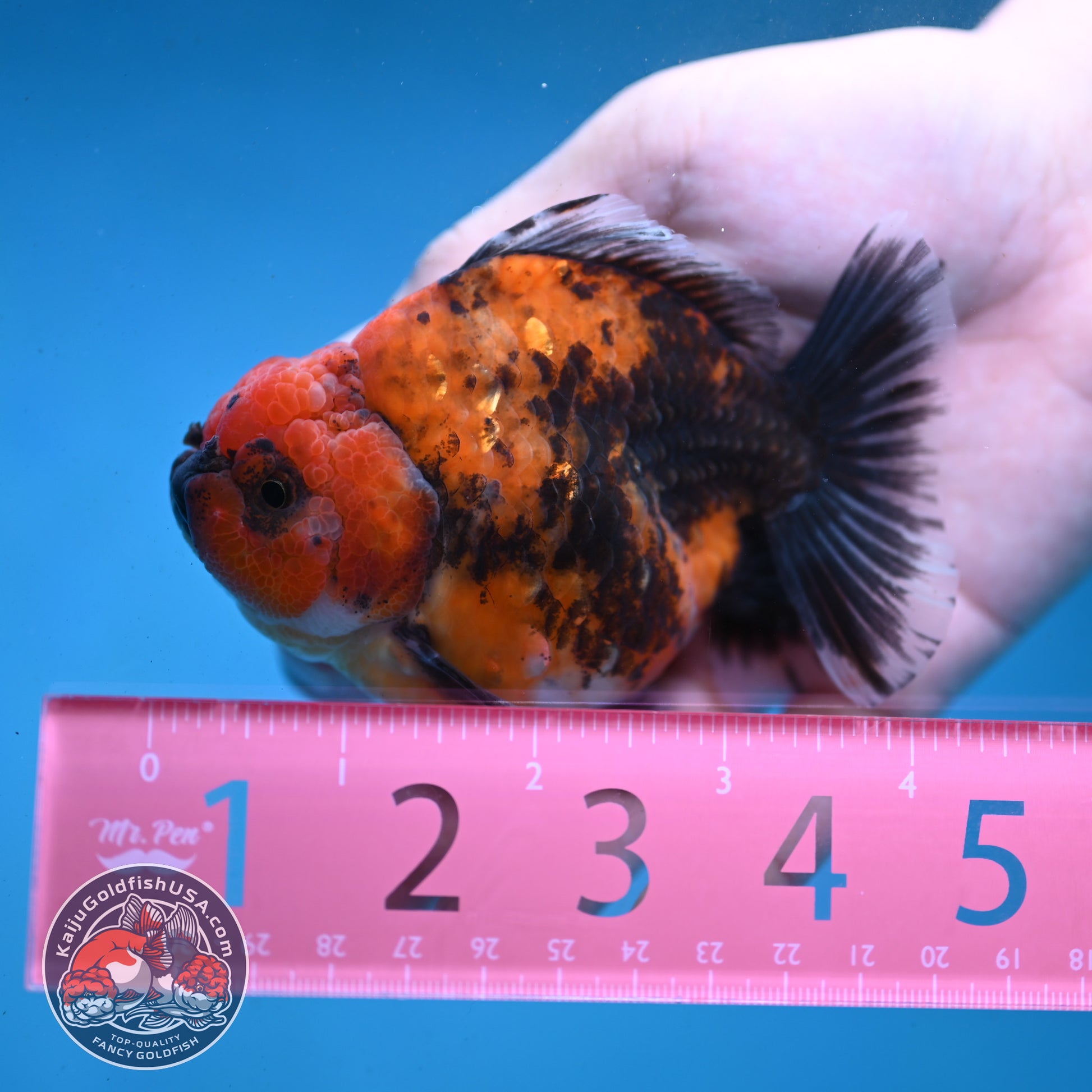 Shogun Red Kirin Oranda 3.5 inch Body (260123_OR04)