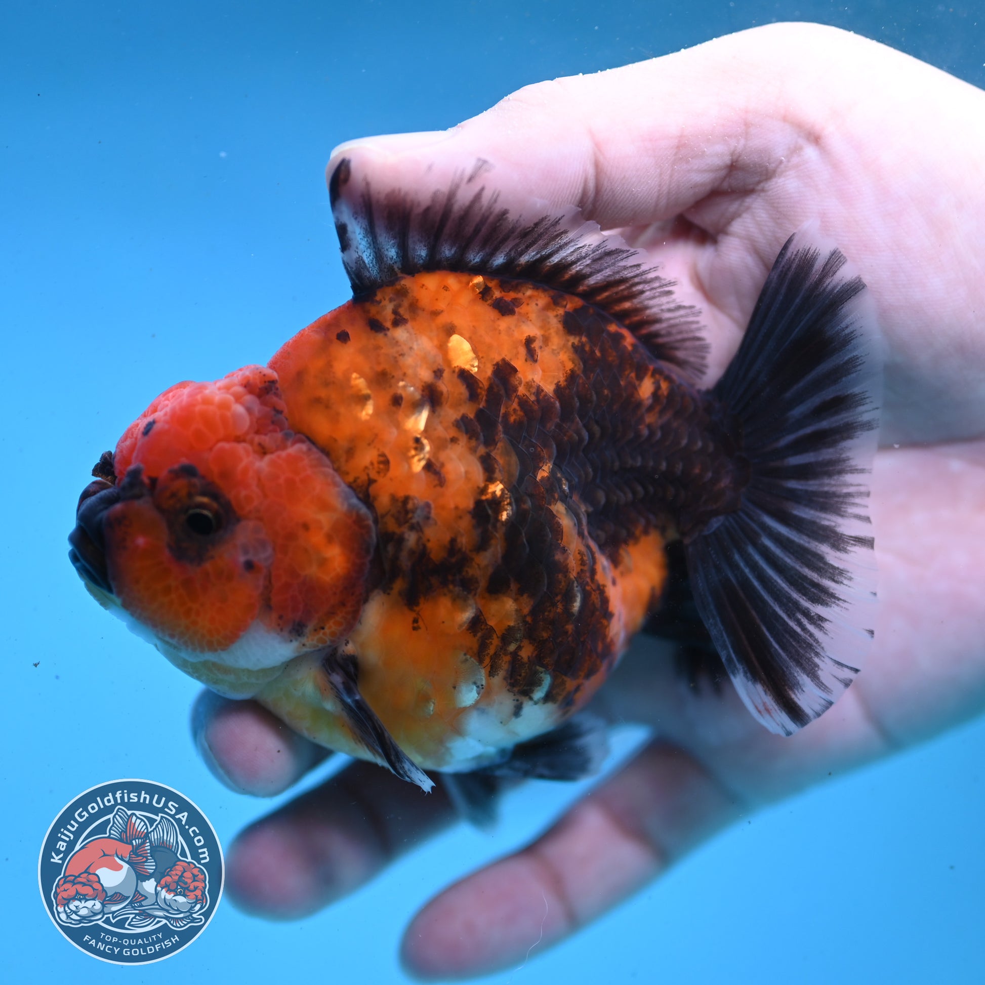 Shogun Red Kirin Oranda 3.5 inch Body (260123_OR04)