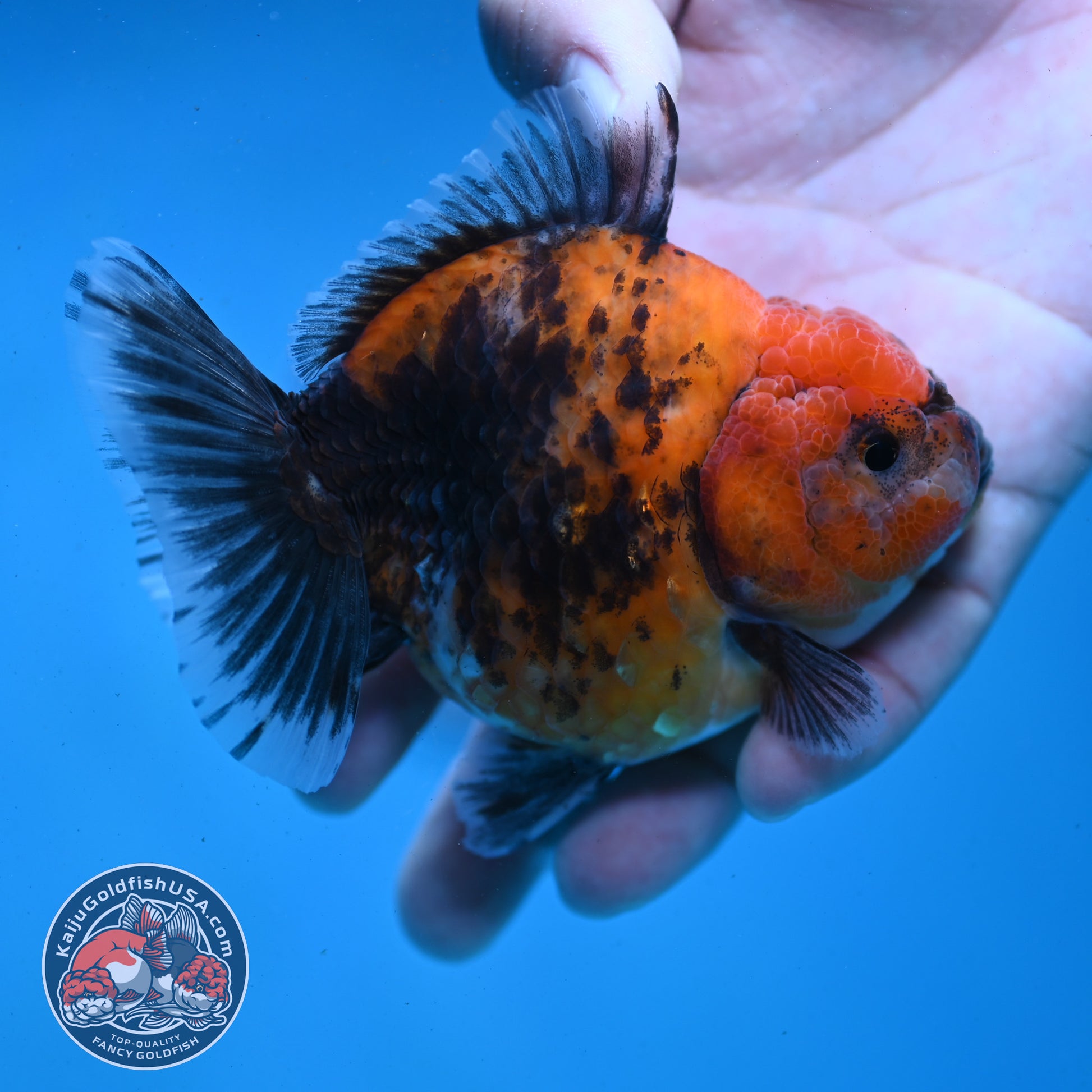 Shogun Red Kirin Oranda 3.5 inch Body (260123_OR04)