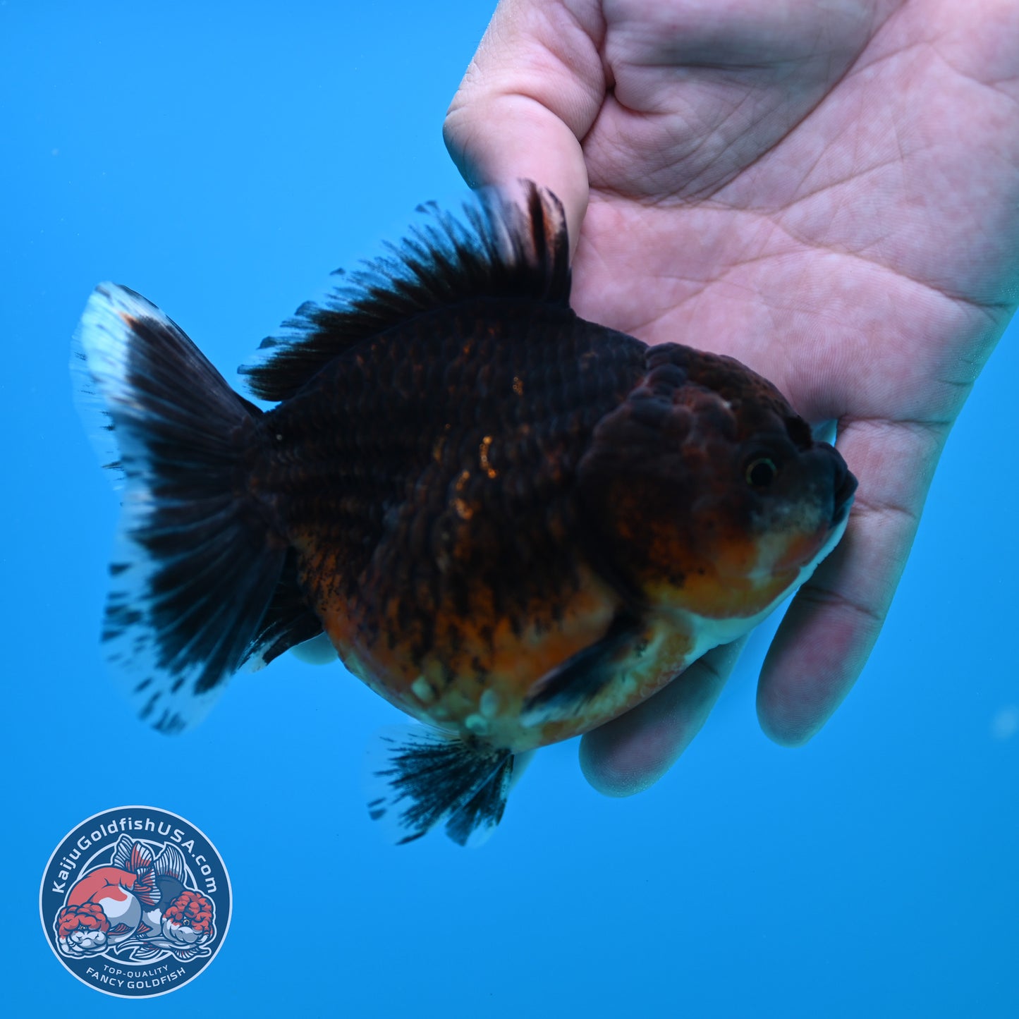 Shogun Red Kirin Oranda 3.5 inch Body (260320_OR14)