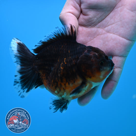 Shogun Red Kirin Oranda 3.5 inch Body (260320_OR14)
