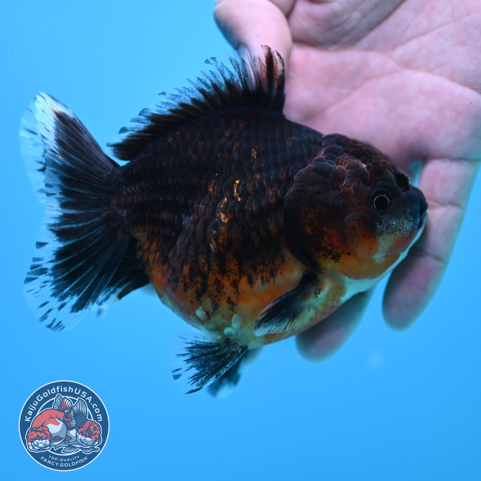 Shogun Red Kirin Oranda 3.5 inch Body (260320_OR14)