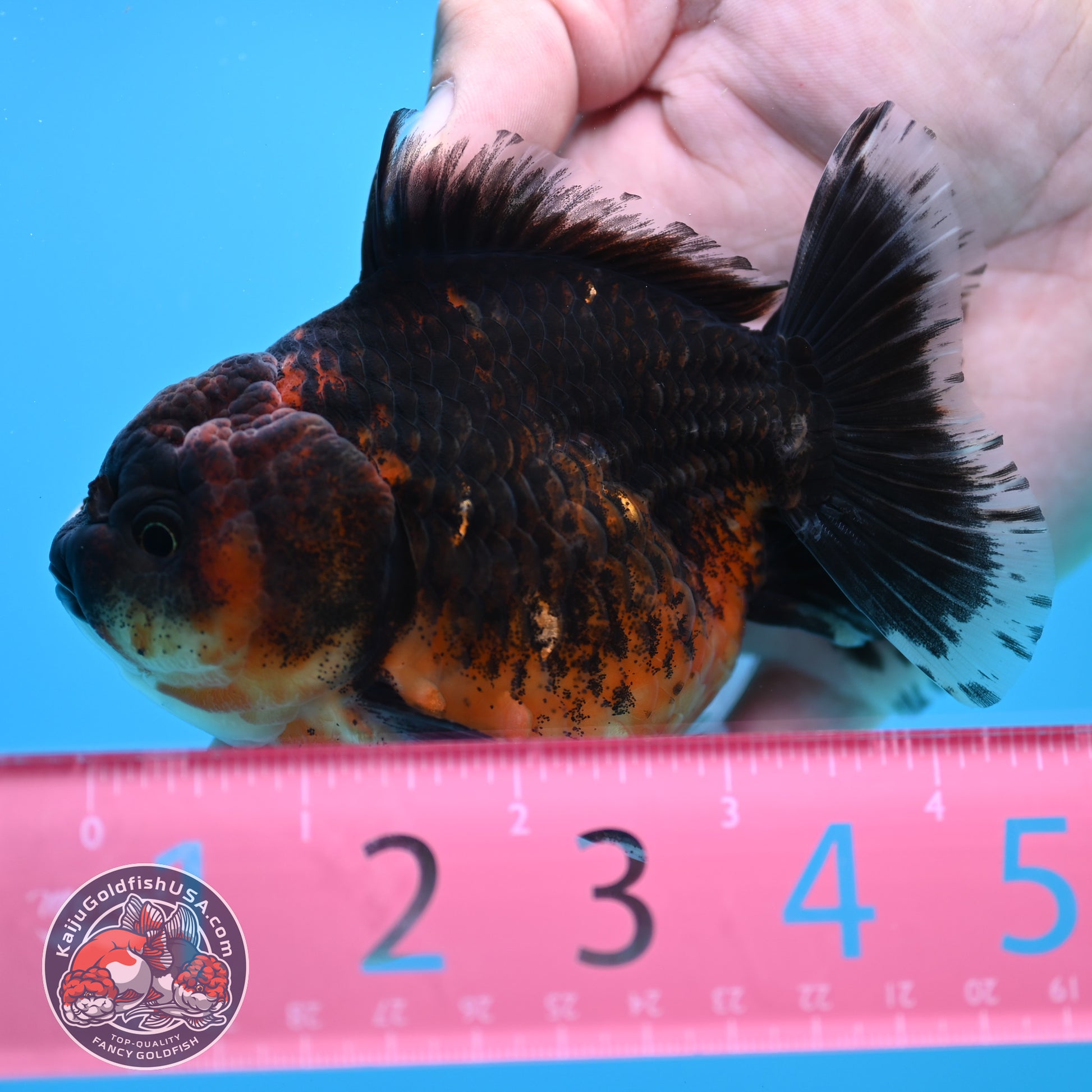 Shogun Red Kirin Oranda 3.5 inch Body (260320_OR14)
