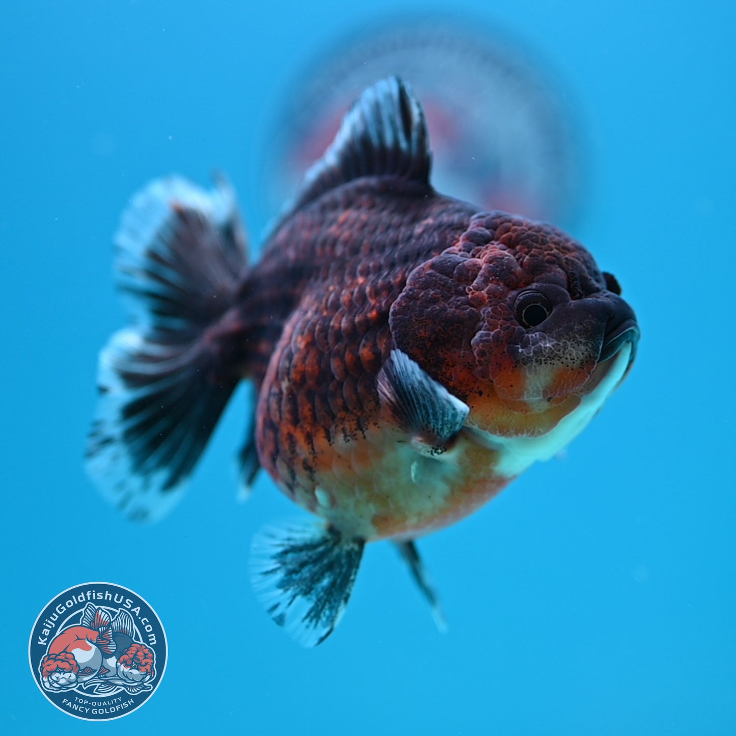 Shogun Red Kirin Oranda 3.5 inch Body (260320_OR14)