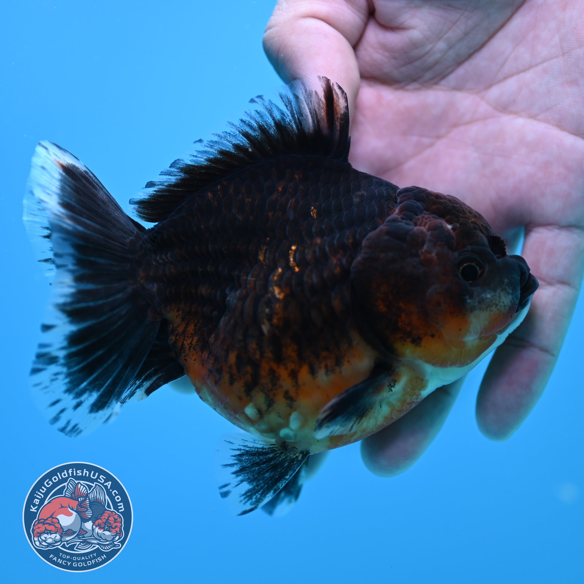 Shogun Red Kirin Oranda 3.5 inch Body (260320_OR14)