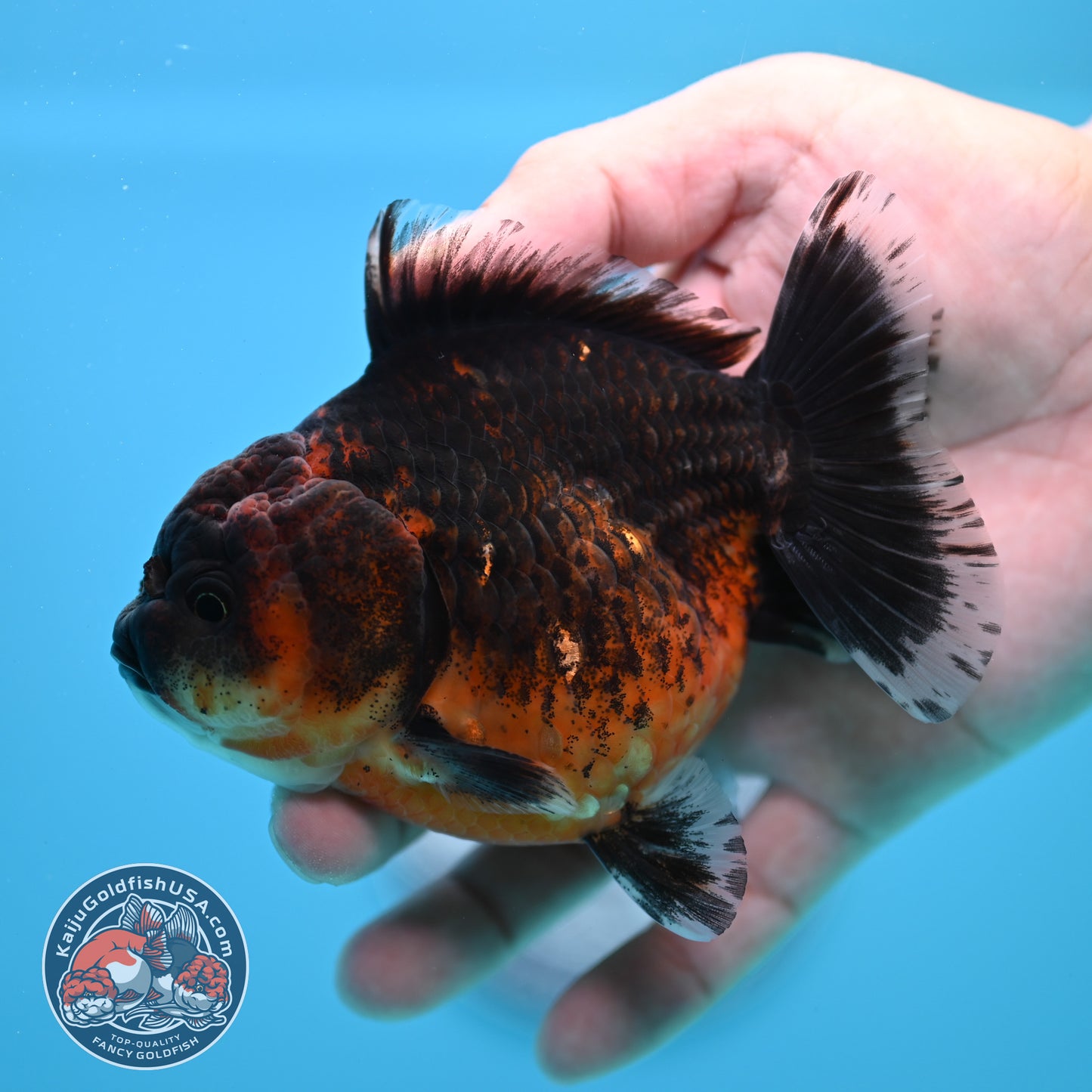 Shogun Red Kirin Oranda 3.5 inch Body (260320_OR14)