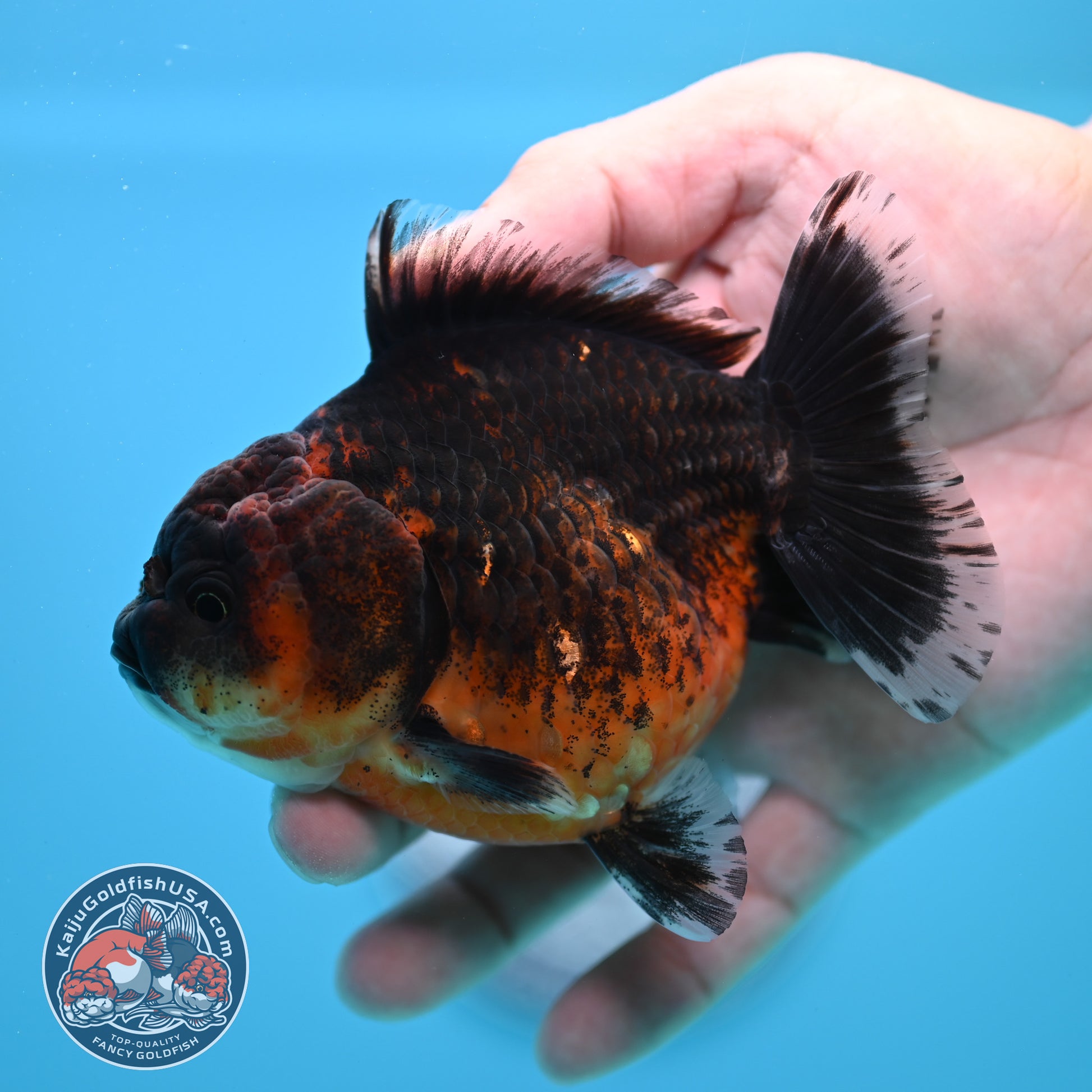 Shogun Red Kirin Oranda 3.5 inch Body (260320_OR14)