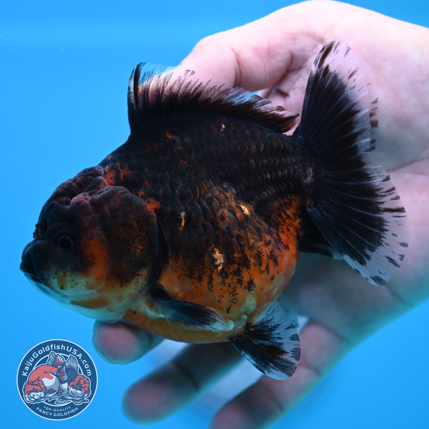 Shogun Red Kirin Oranda 3.5 inch Body (260320_OR14)