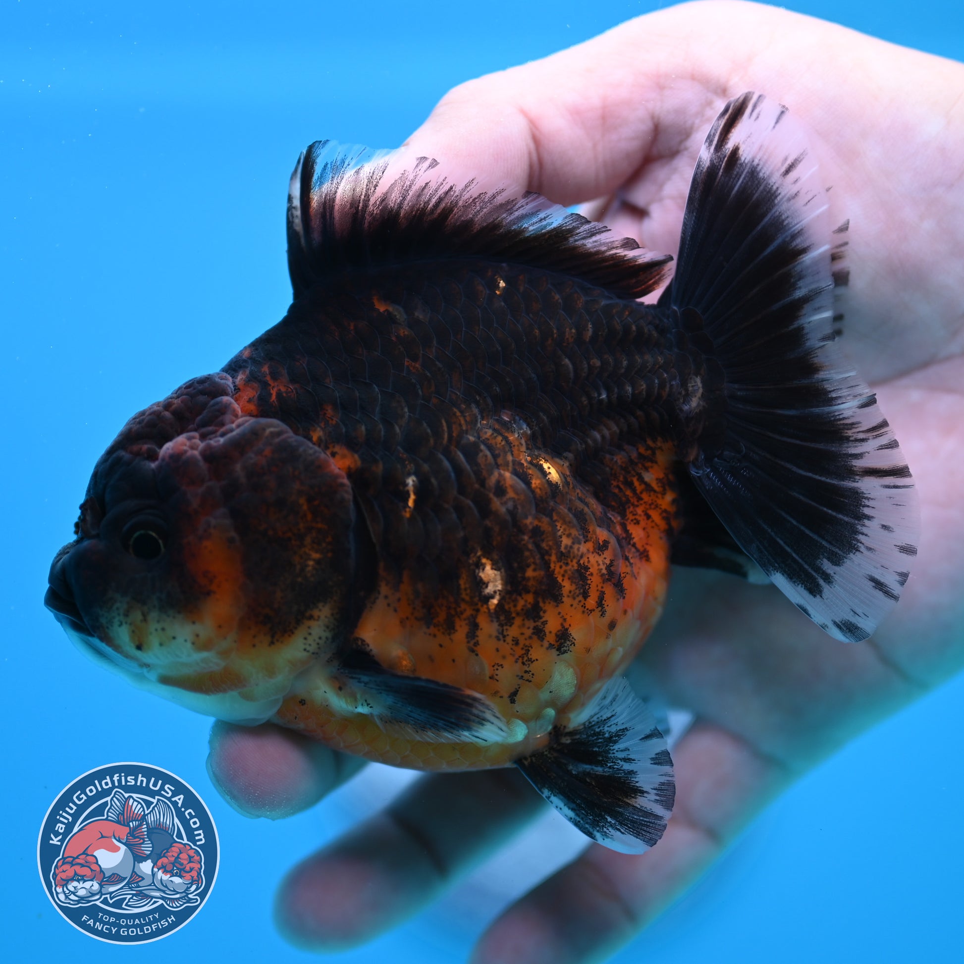 Shogun Red Kirin Oranda 3.5 inch Body (260320_OR14)