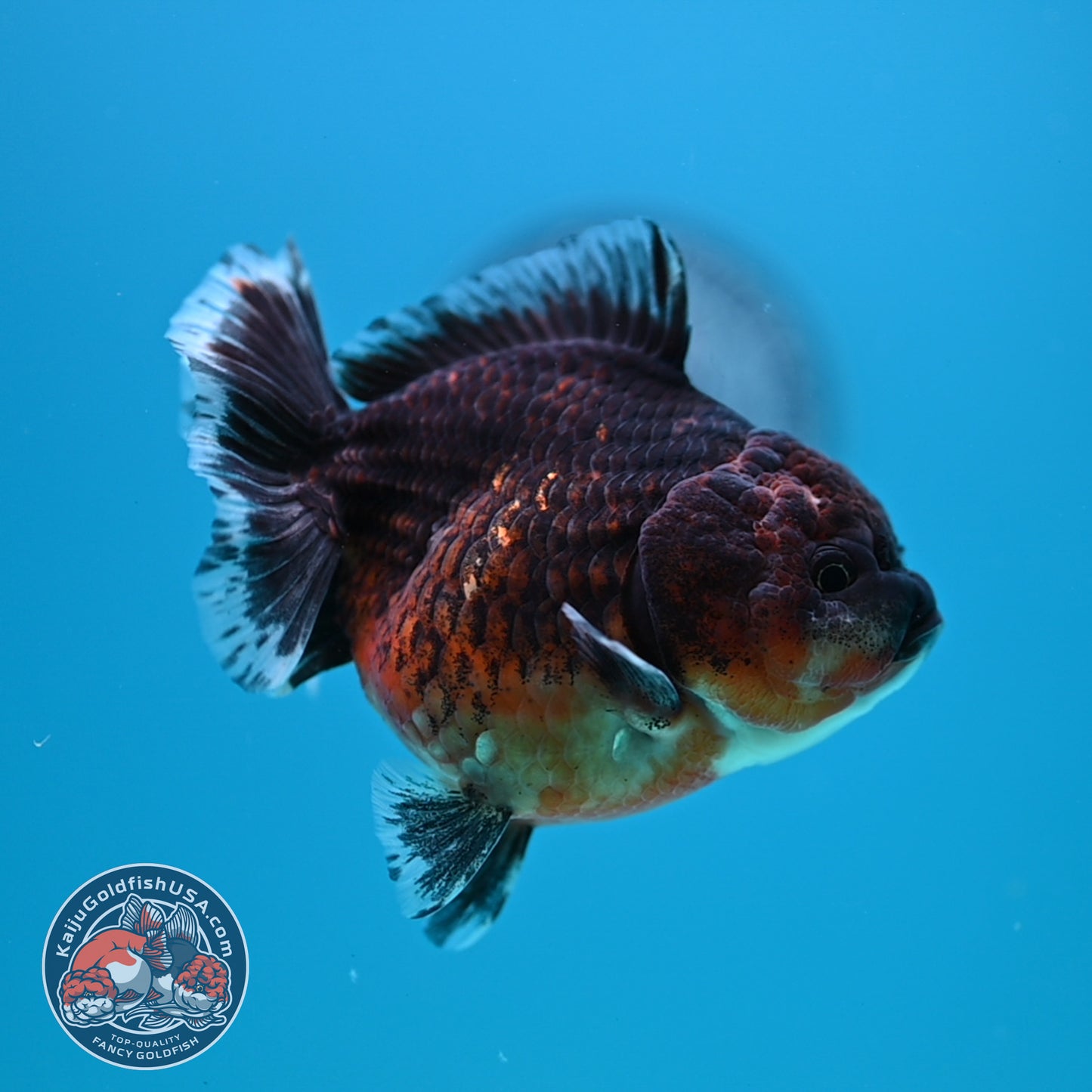 Shogun Red Kirin Oranda 3.5 inch Body (260320_OR14)