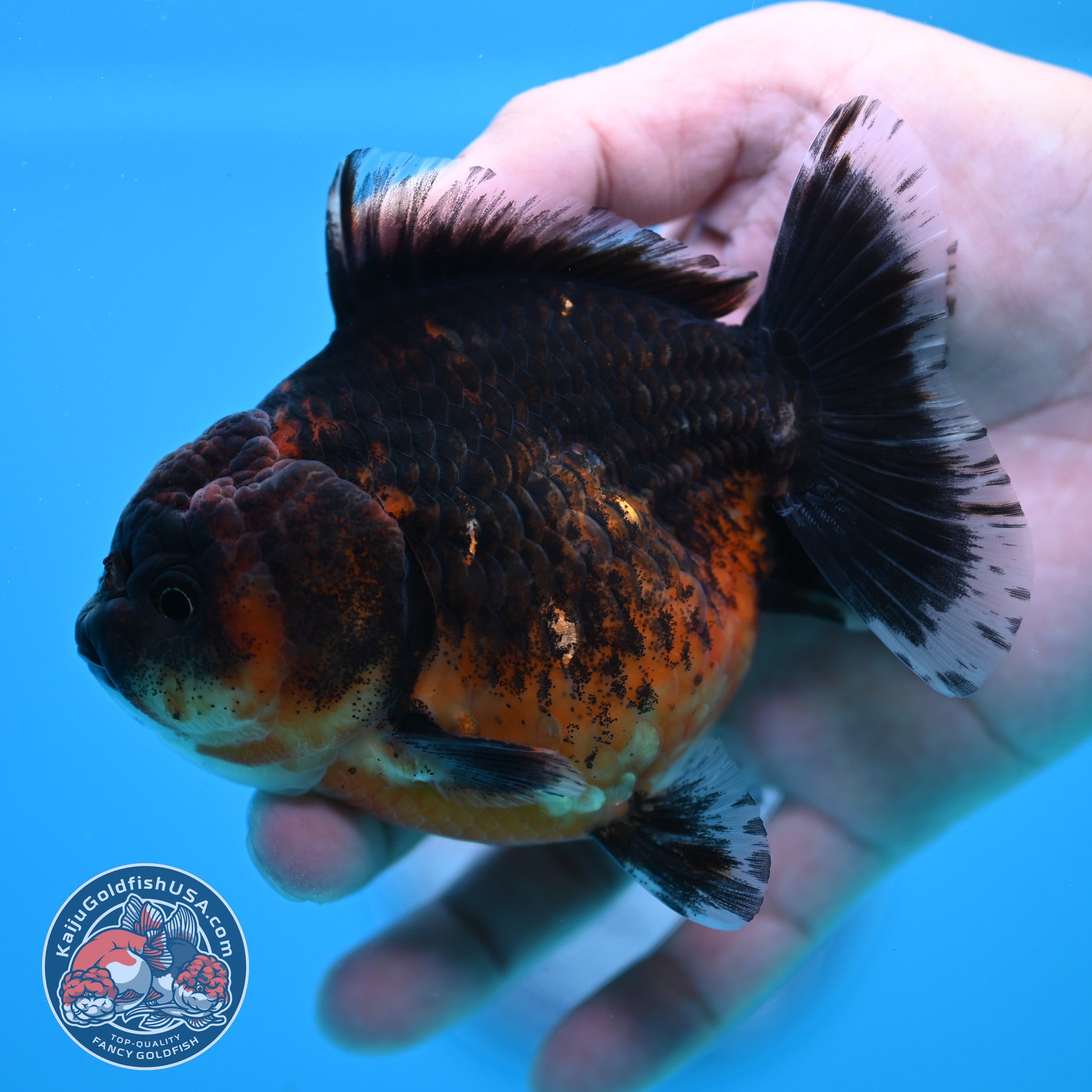 Shogun Red Kirin Oranda 3.5 inch Body (260320_OR14)
