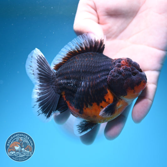 Shogun Red Kirin Oranda 3.5 inch Body (260724_OR03)