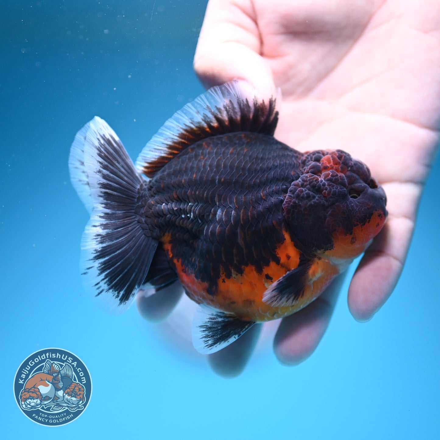 Shogun Red Kirin Oranda 3.5 inch Body (260724_OR03)