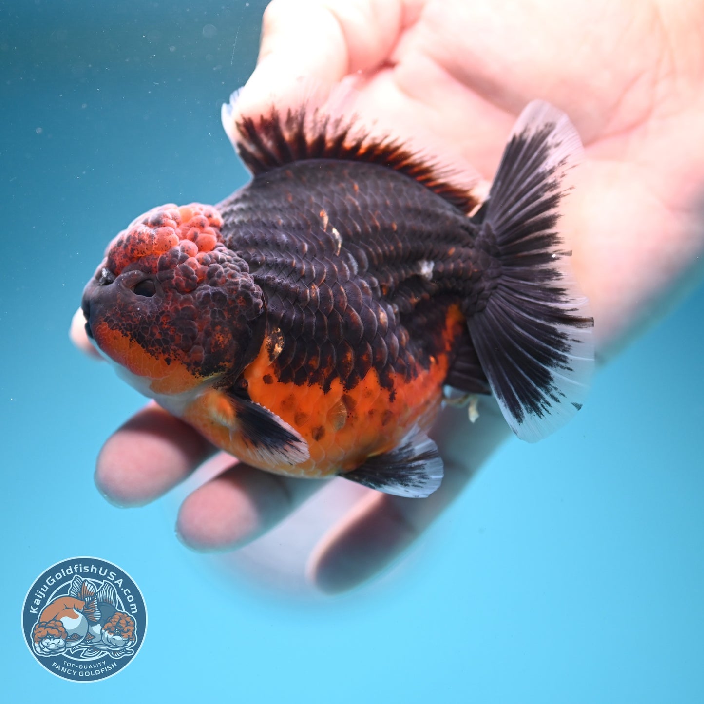 Shogun Red Kirin Oranda 3.5 inch Body (260724_OR03)