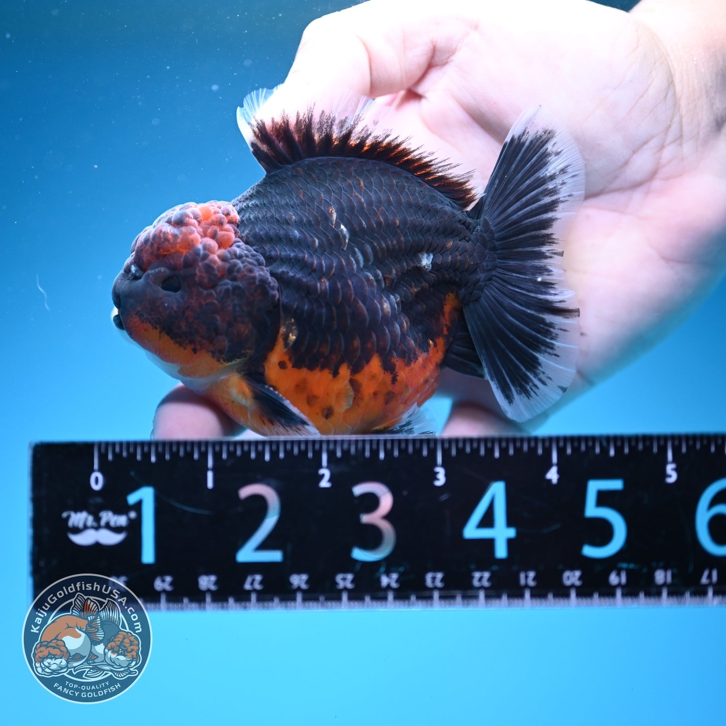 Shogun Red Kirin Oranda 3.5 inch Body (260724_OR03)