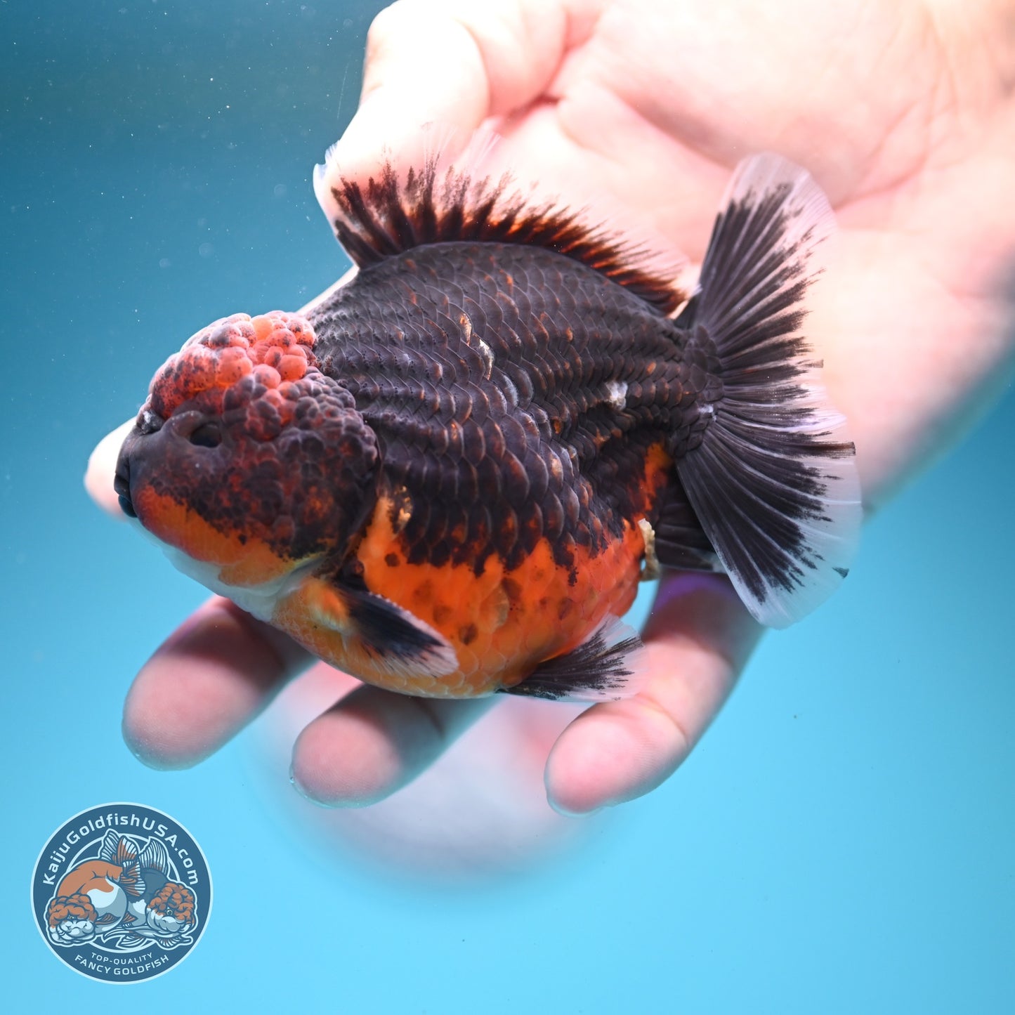 Shogun Red Kirin Oranda 3.5 inch Body (260724_OR03)