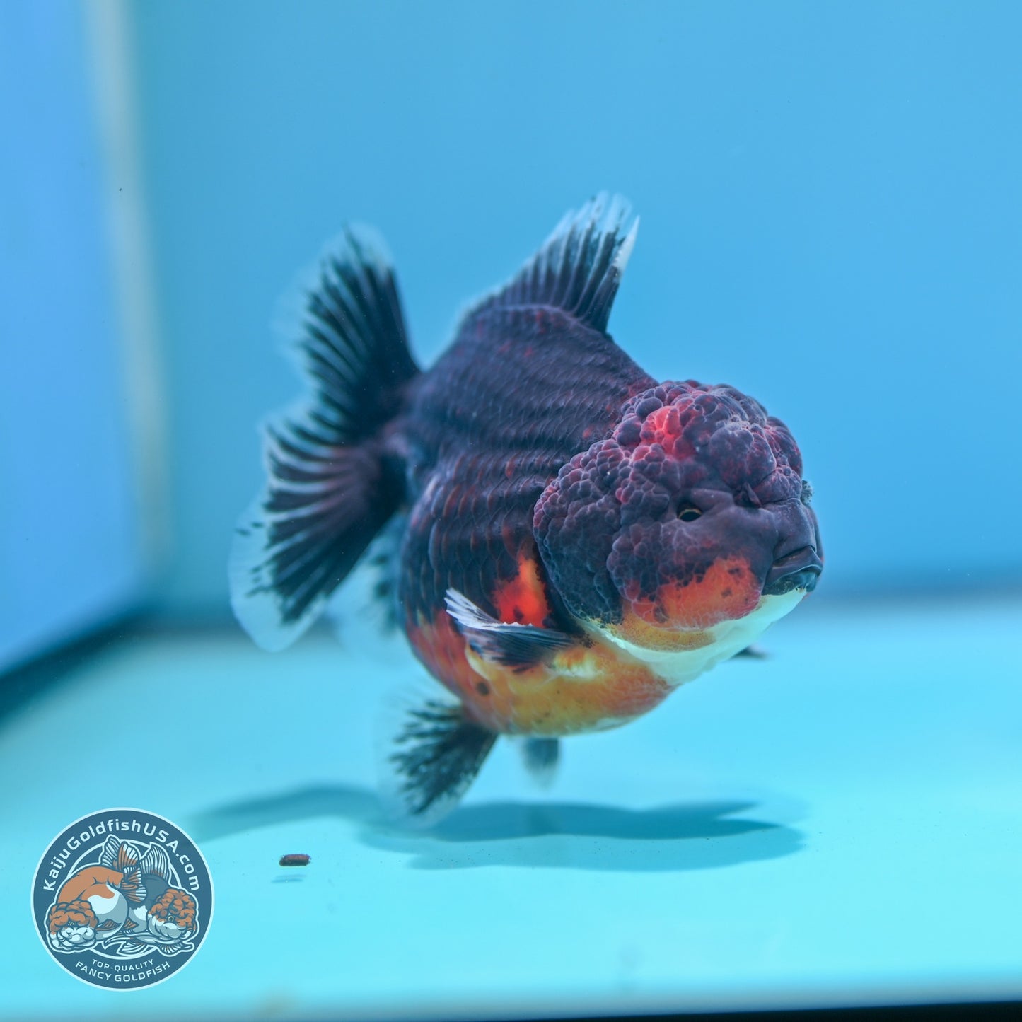 Shogun Red Kirin Oranda 3.5 inch Body (260724_OR03)