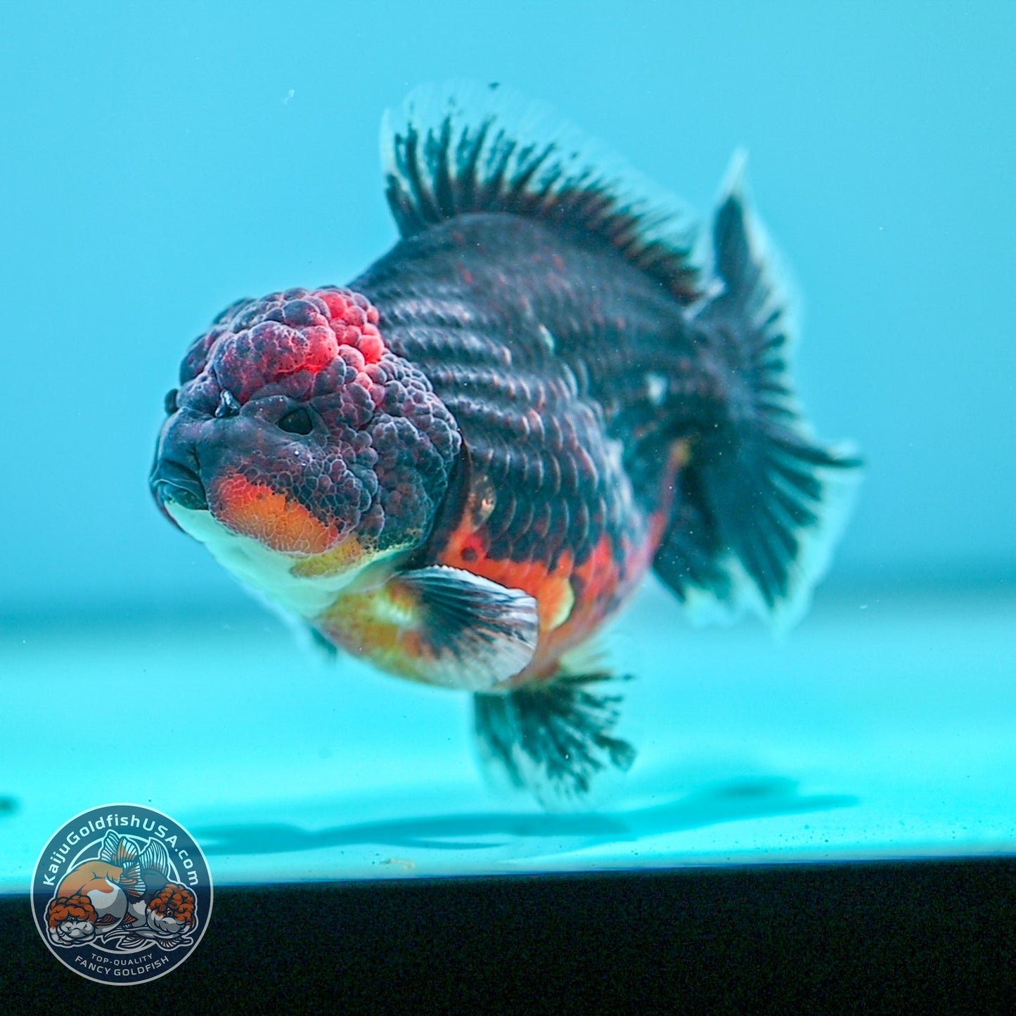 Shogun Red Kirin Oranda 3.5 inch Body (260724_OR03)