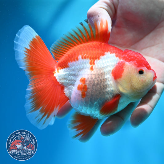 Shogun Red White Broad Tail Oranda 4 inch Body (260515_OR13)