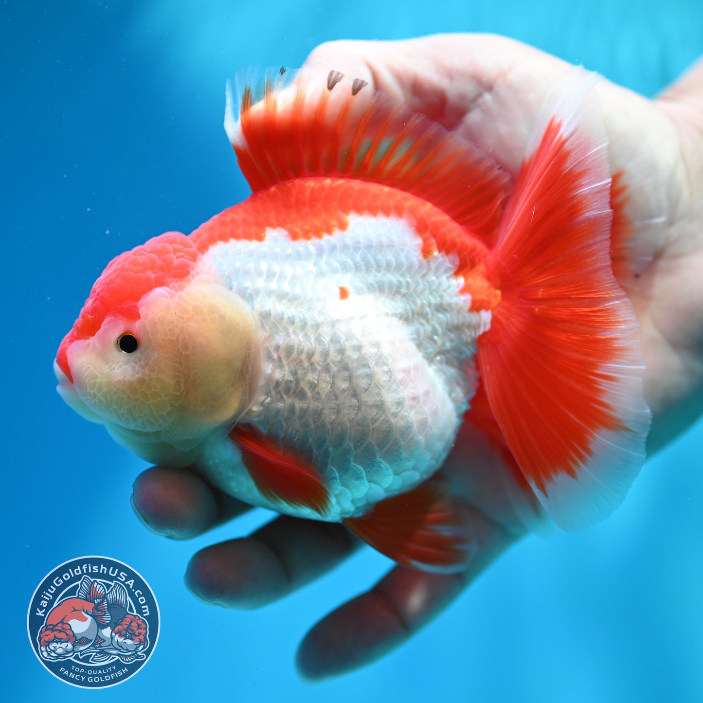 Shogun Red White Broad Tail Oranda 4 inch Body (260515_OR13)