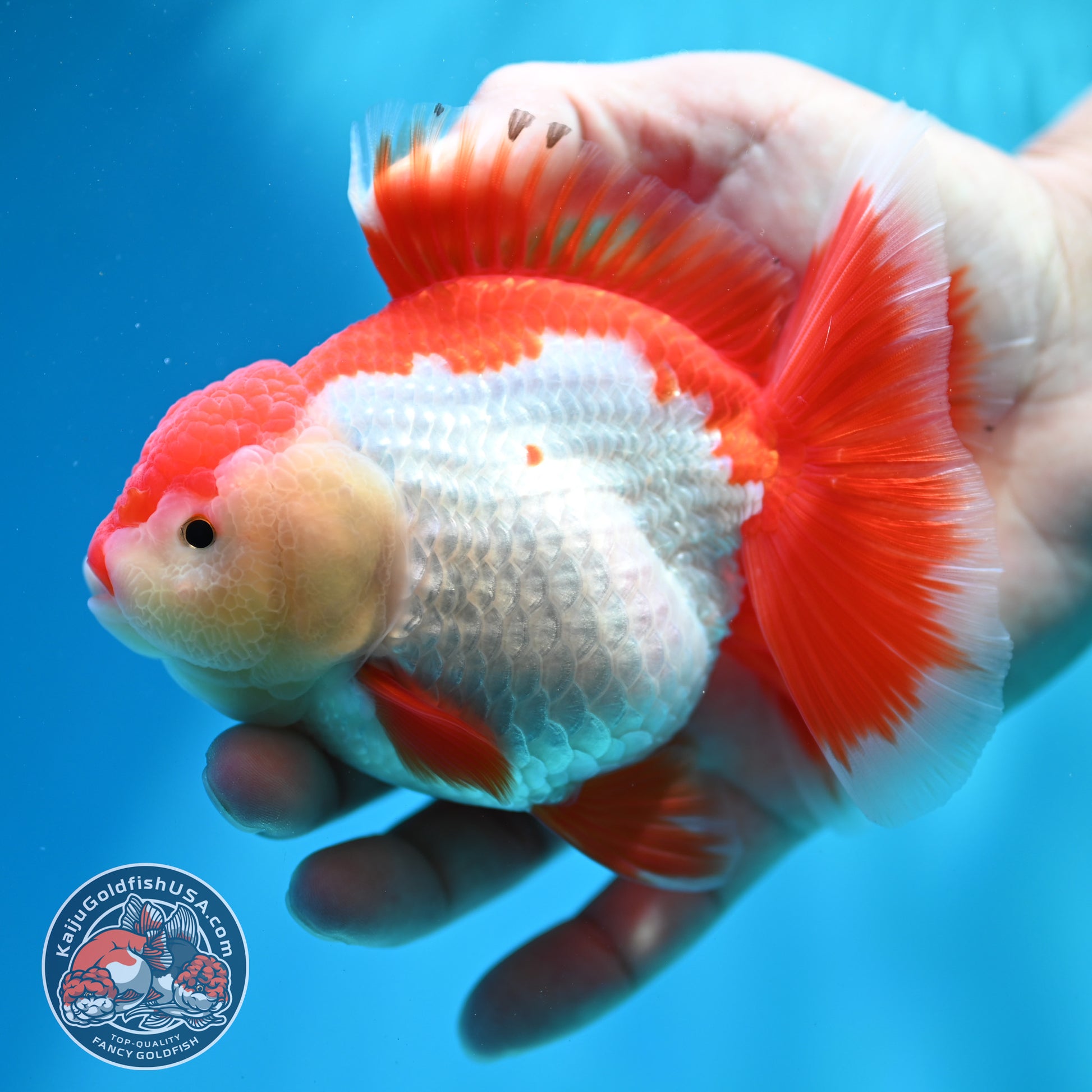 Shogun Red White Broad Tail Oranda 4 inch Body (260515_OR13)