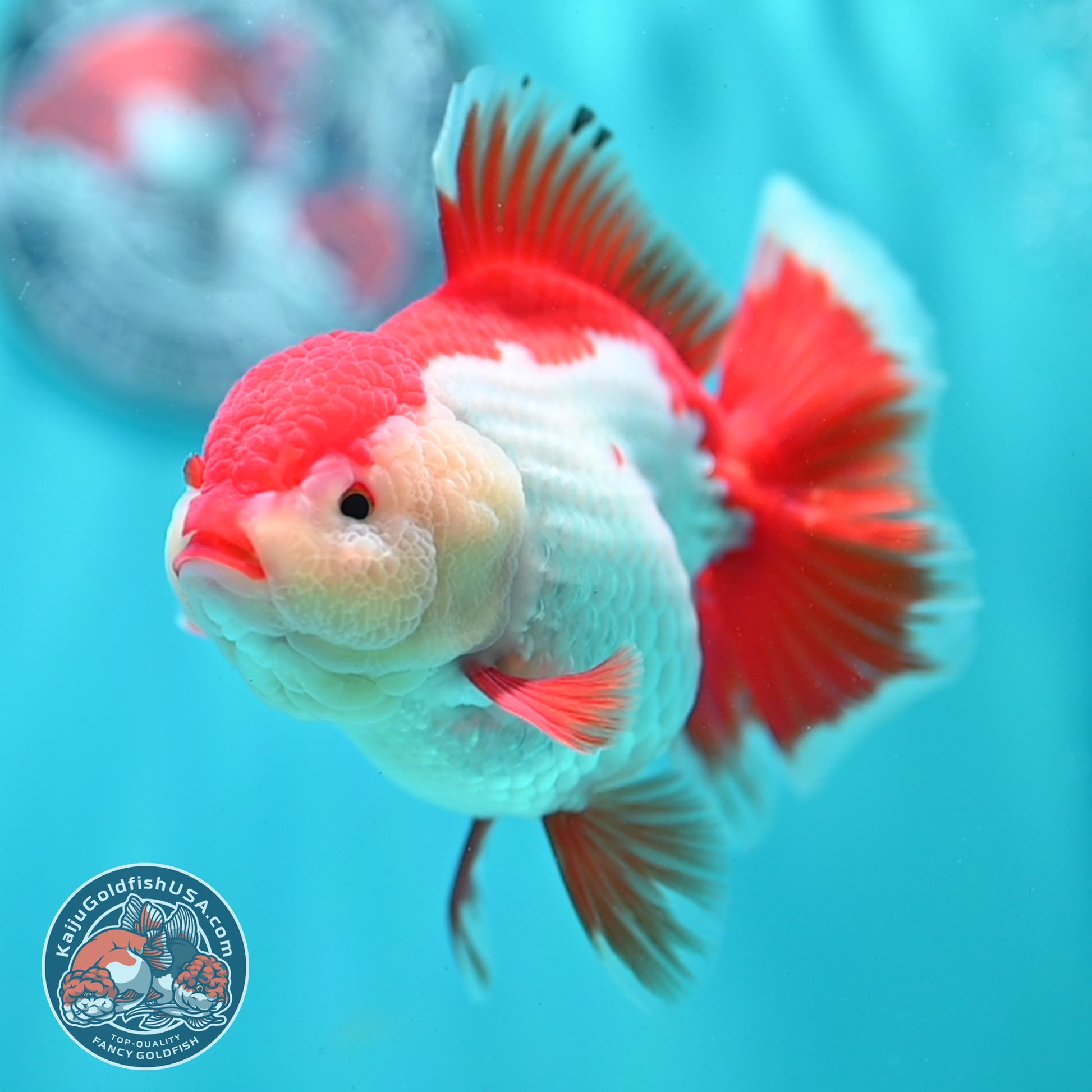 Shogun Red White Broad Tail Oranda 4 inch Body (260515_OR13)