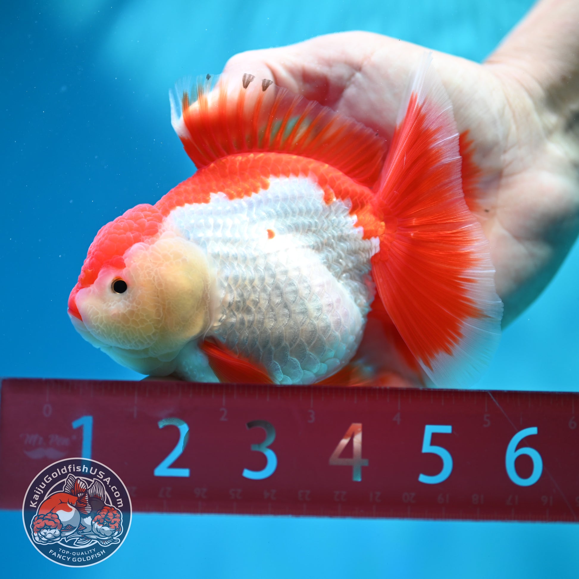 Shogun Red White Broad Tail Oranda 4 inch Body (260515_OR13)