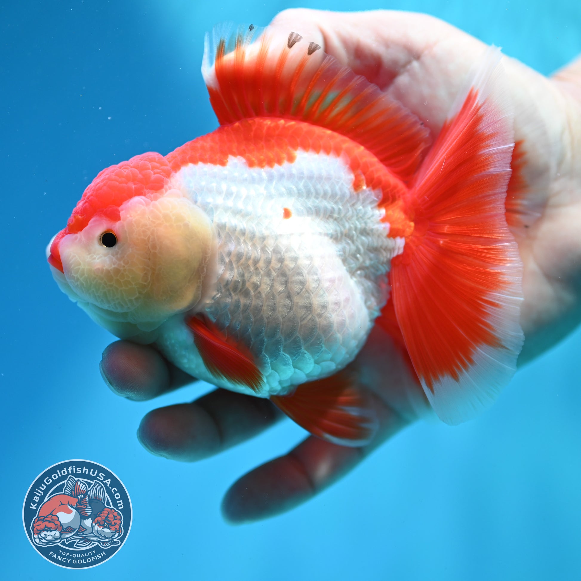 Shogun Red White Broad Tail Oranda 4 inch Body (260515_OR13)