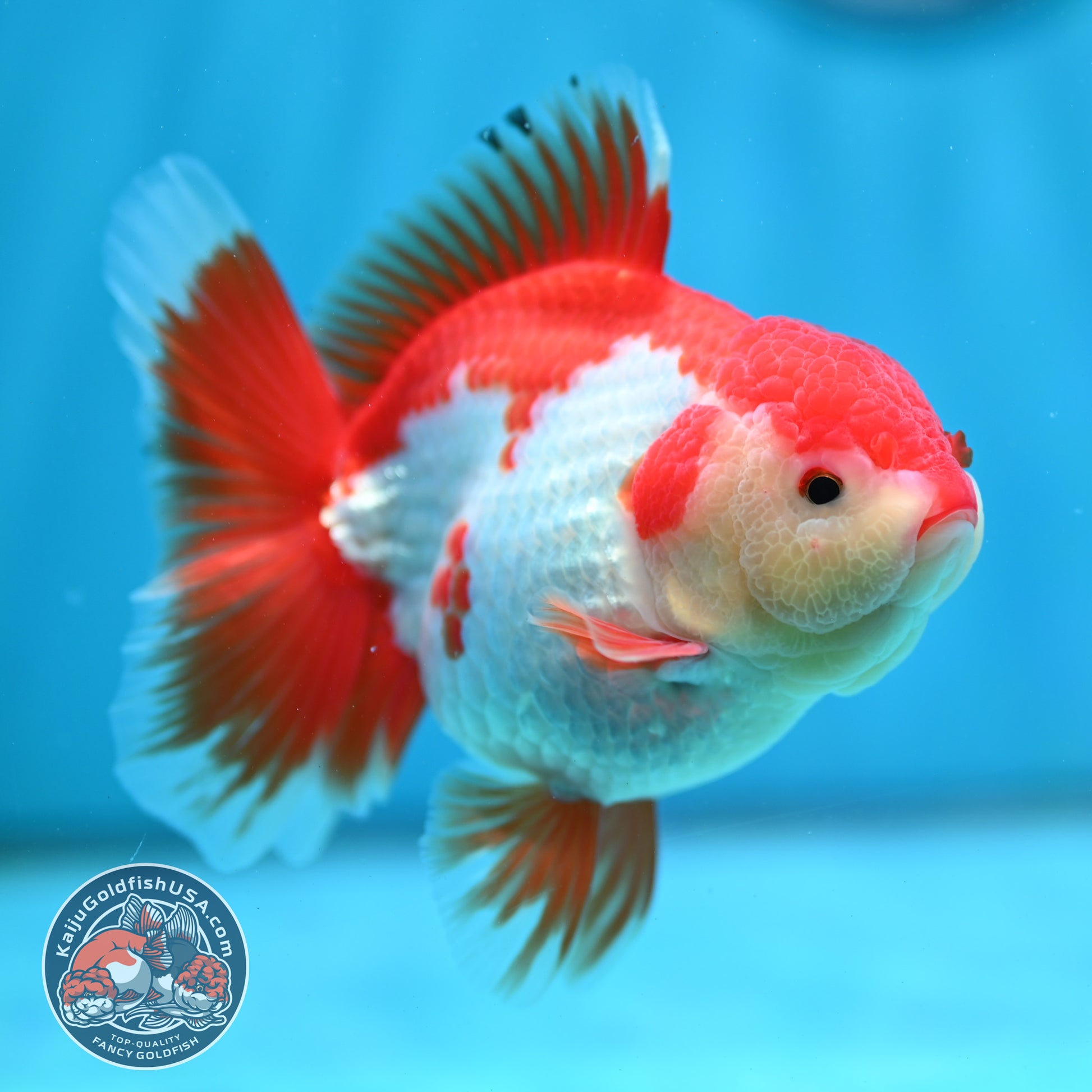 Shogun Red White Broad Tail Oranda 4 inch Body (260515_OR13)