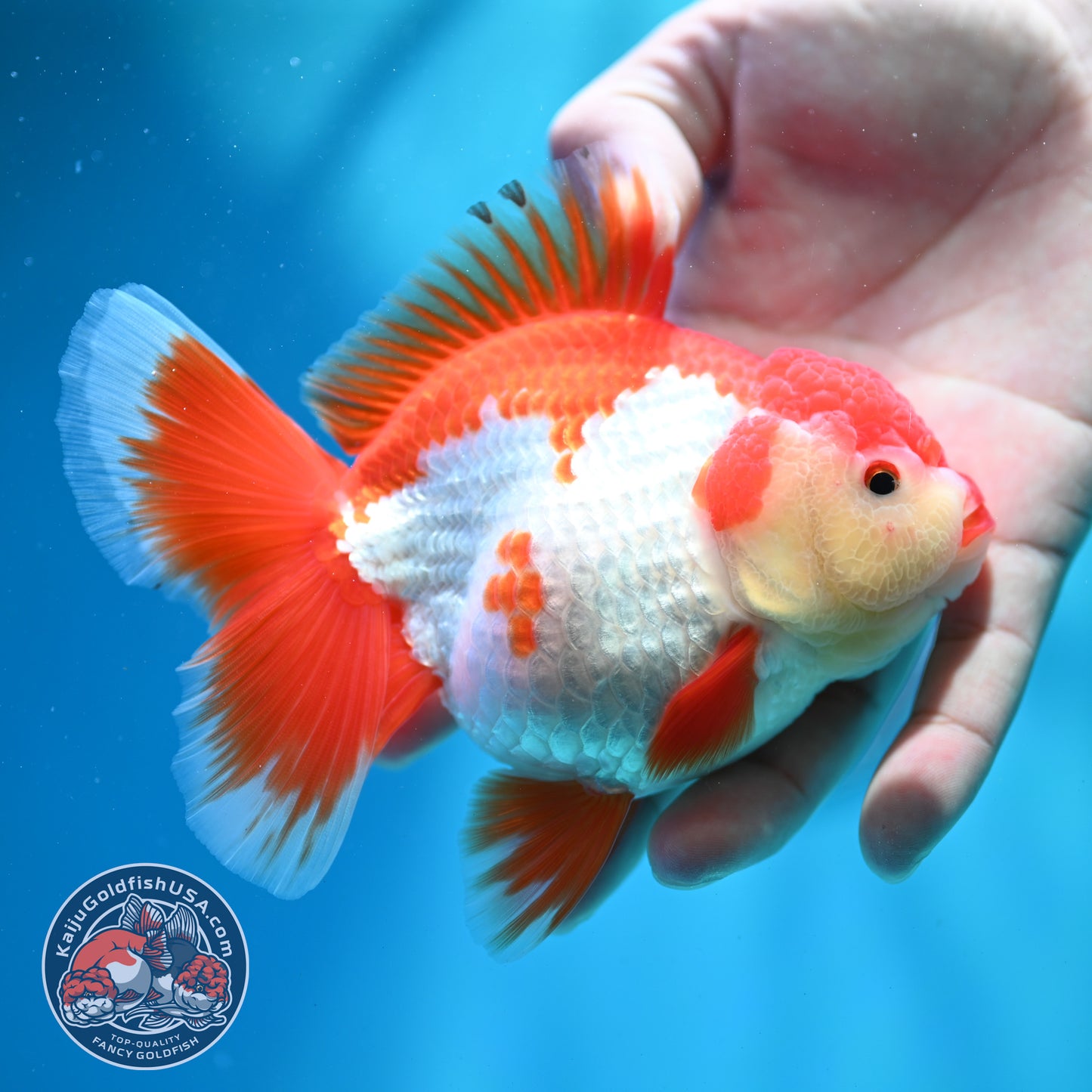 Shogun Red White Broad Tail Oranda 4 inch Body (260515_OR13)