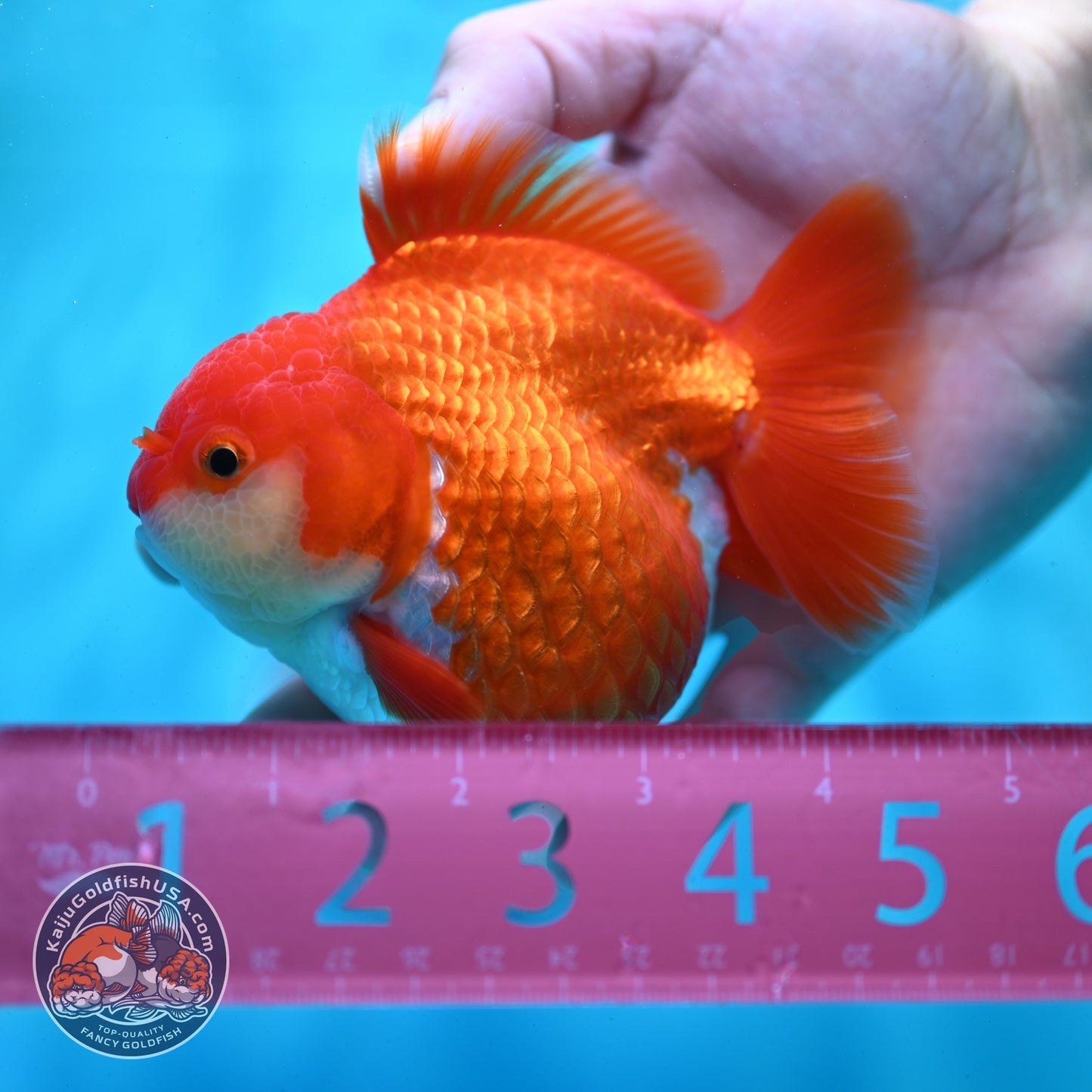 Shogun Red White Oranda 4 inch Body (260522_OR10)